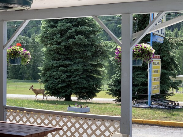 Front of property - Evening Star Motel (Greenwood)