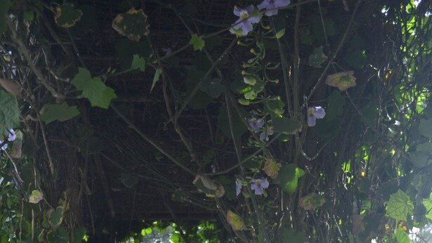 A covered staircase with steps leading up to a door, surrounded by climbing plants and flowers. - Twin Pines Suites (Tagaytay)