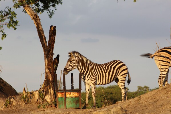 Una zebra al costat d'un arbre i una estructura metàl·lica.