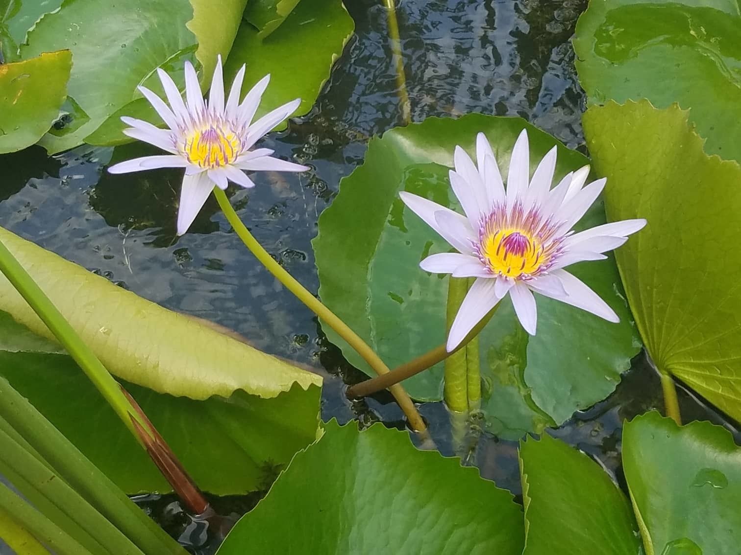 Two water lilies with broad green leaves floating on a calm water surface.