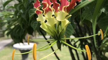 Close-up de uma planta com flores vermelhas e amarelas, folhas verdes e um fundo desfocado com uma estrutura de pedra.