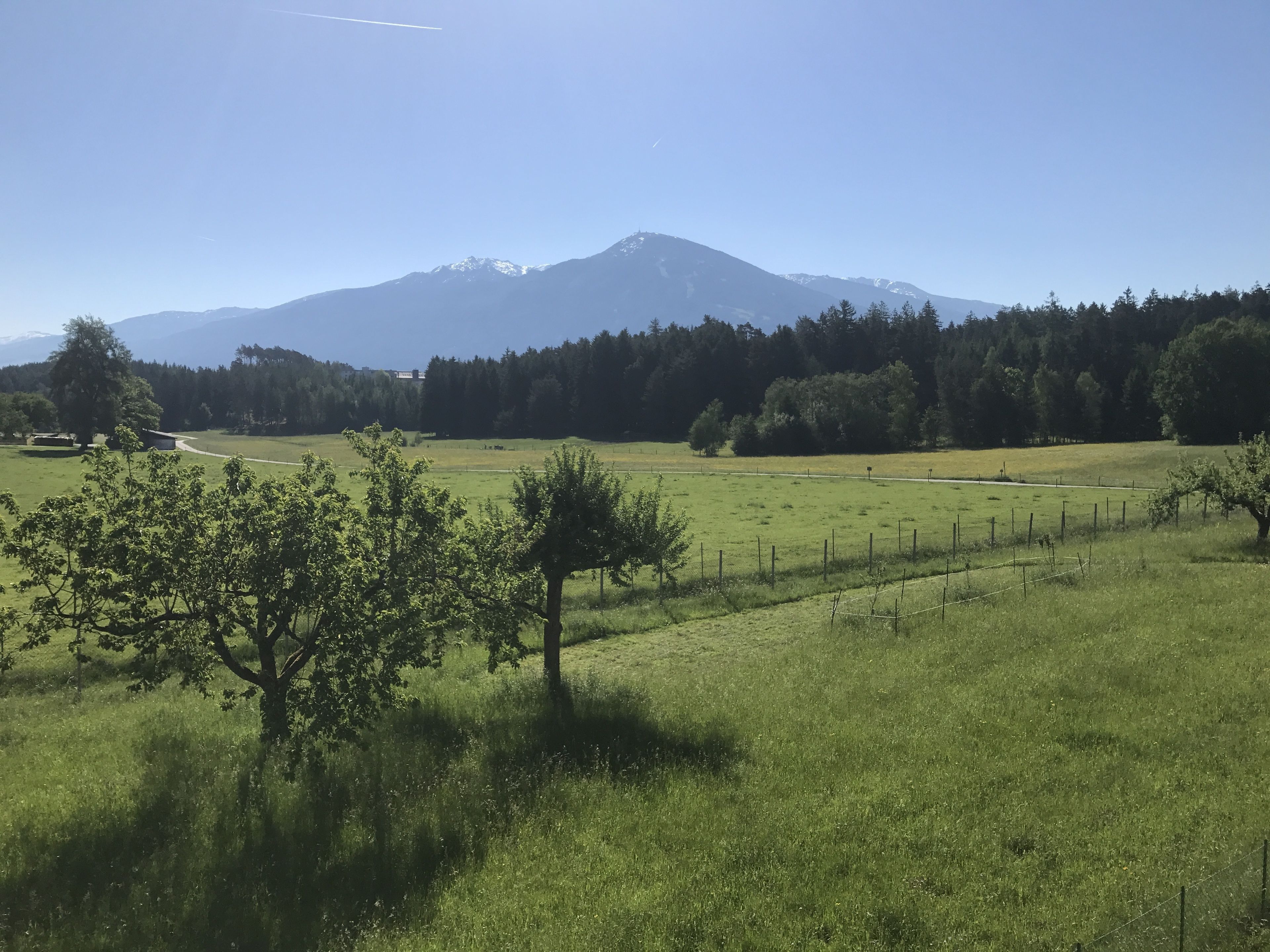 Un campo cubierto de hierba con una montaña al fondo y un árbol en primer plano.
