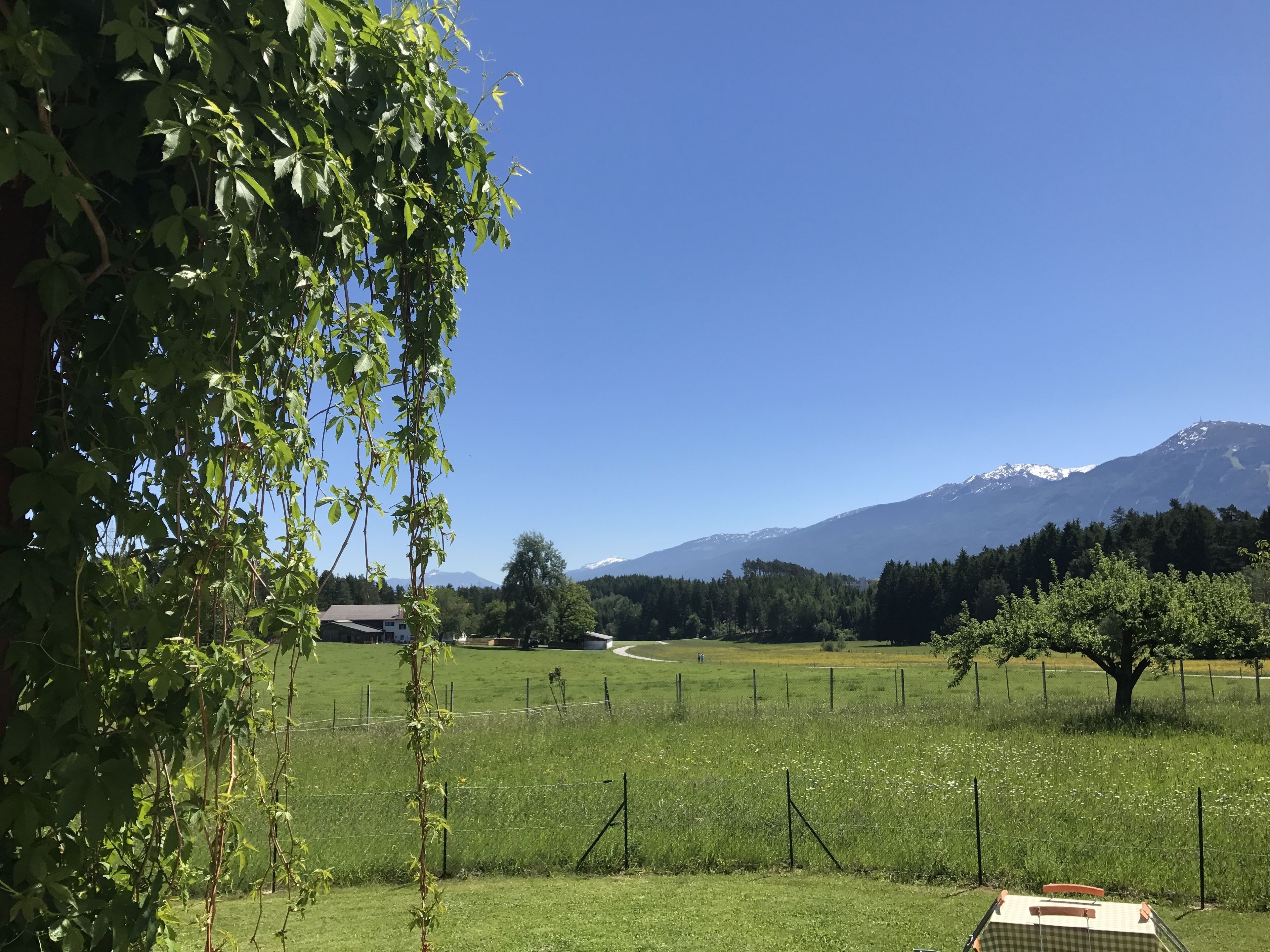 Paisaje rural con una montaña al fondo, un campo cercado y un árbol en primer plano.