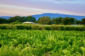 View from property - Bastide Saint Didier (Saint-Didier)