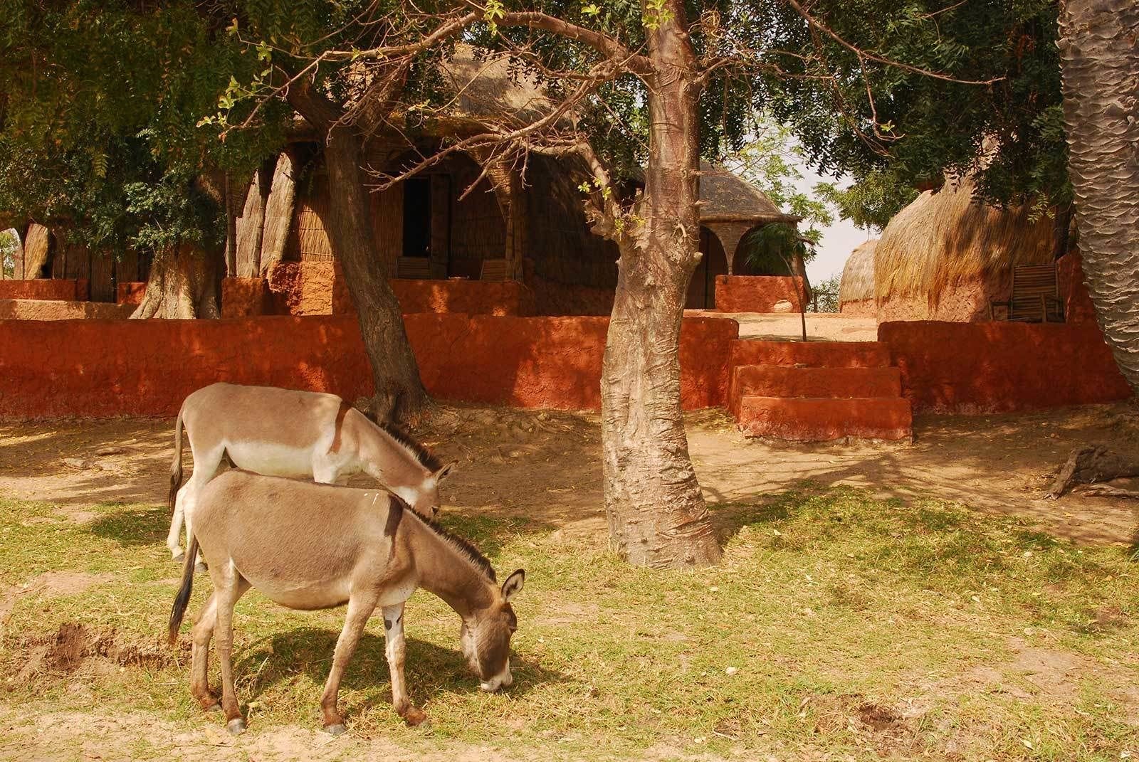 Dos vacas pastando cerca de un árbol en un entorno rural con arquitectura tradicional al fondo.