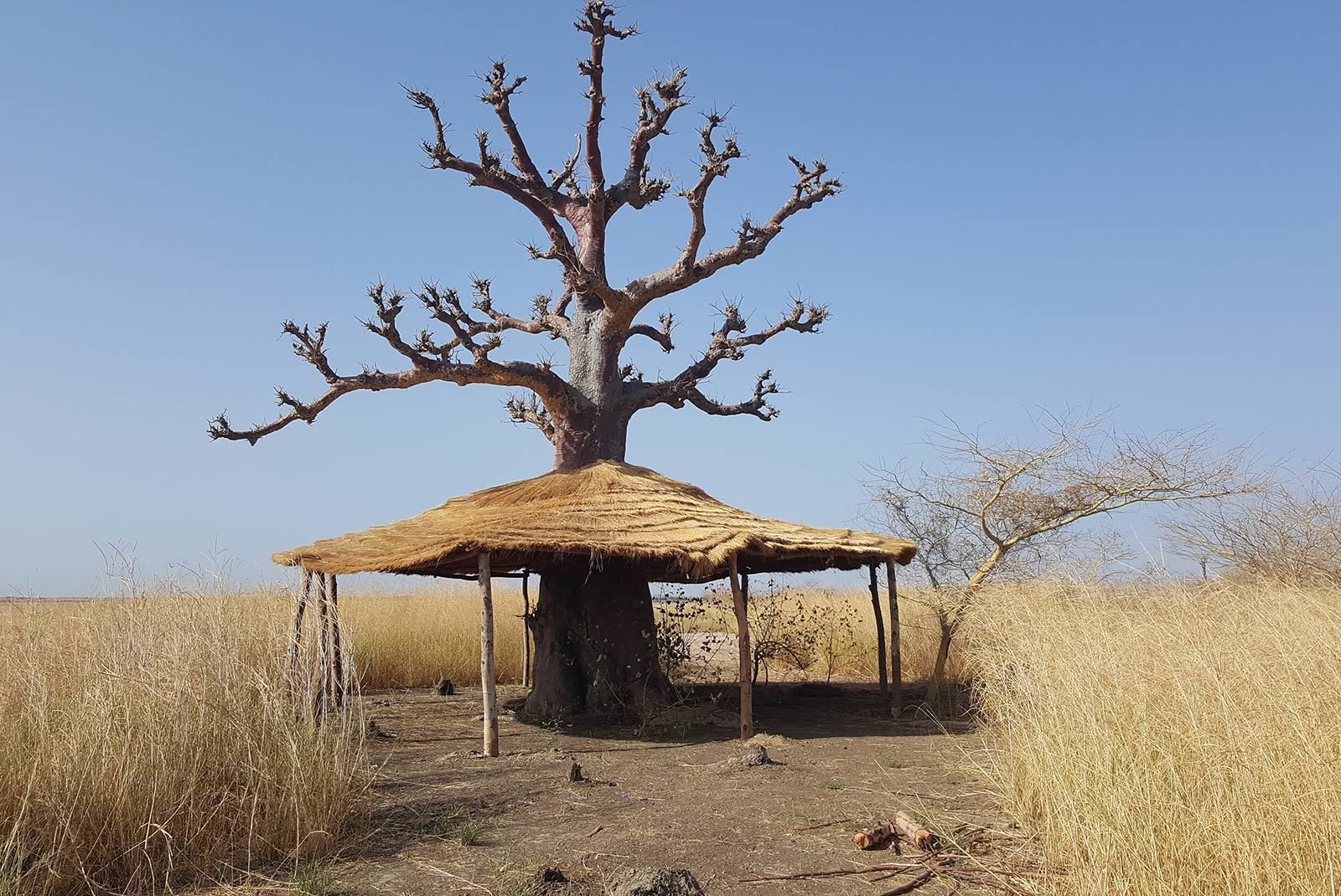 Un árbol con una estructura de techo de paja.