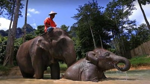 Safari