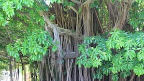 Une forêt dense, avec un tronc d’arbre imposant et des racines pendantes.