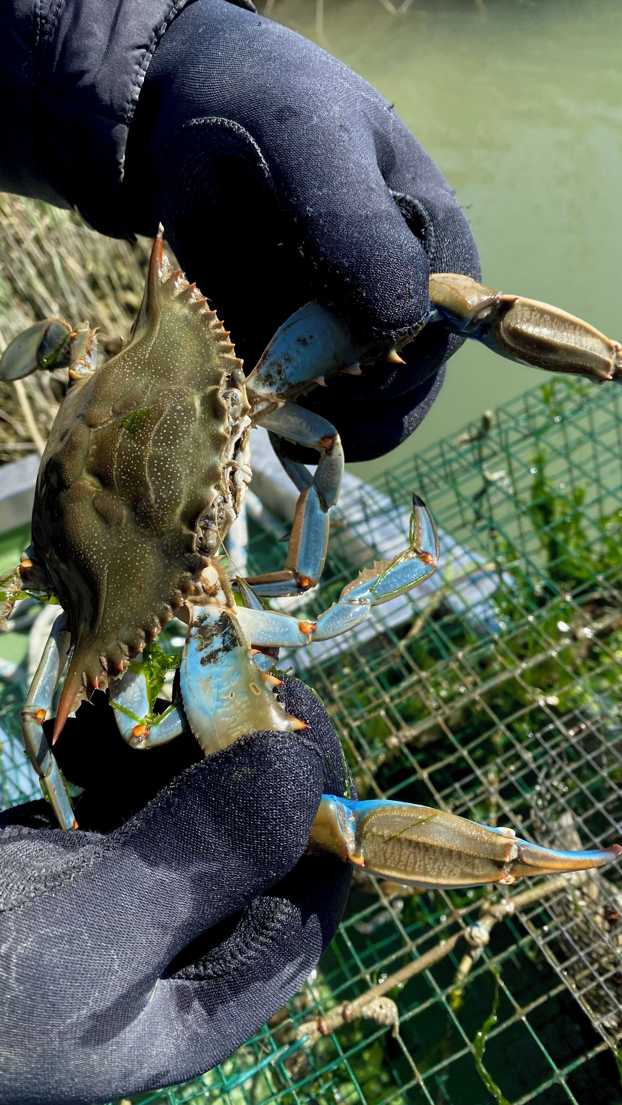 A person holding a crab with blue and orange claws, wearing dark gloves.