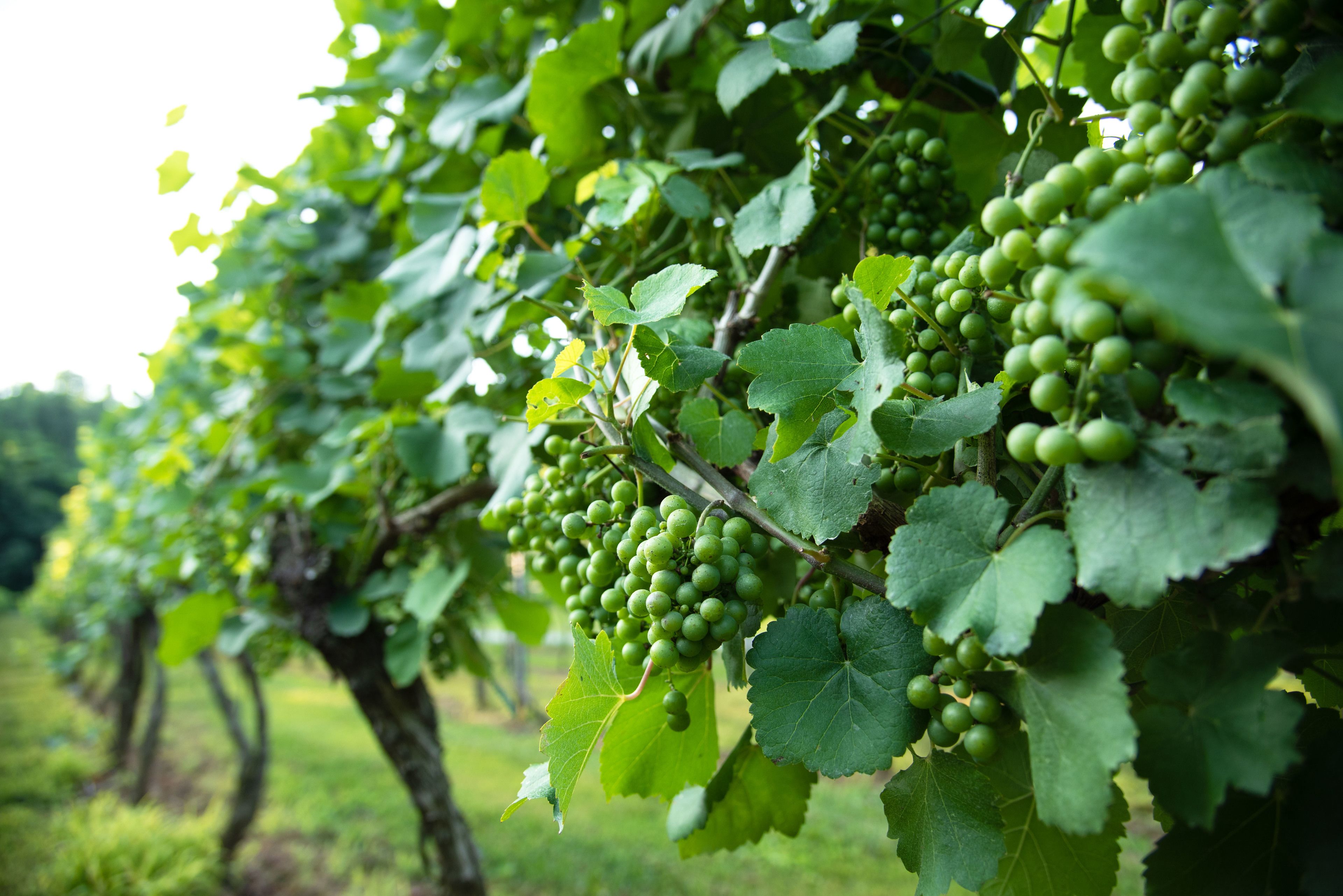 Viñedo con hileras de vides cargadas de racimos de uvas verdes.