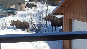 Two moose in a snowy yard with a building in the background. - Southern Bluff B&B (Soldotna)