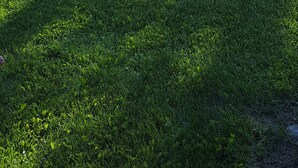 A well-maintained lawn with a wooden house in the background. - Southern Bluff B&B (Soldotna)