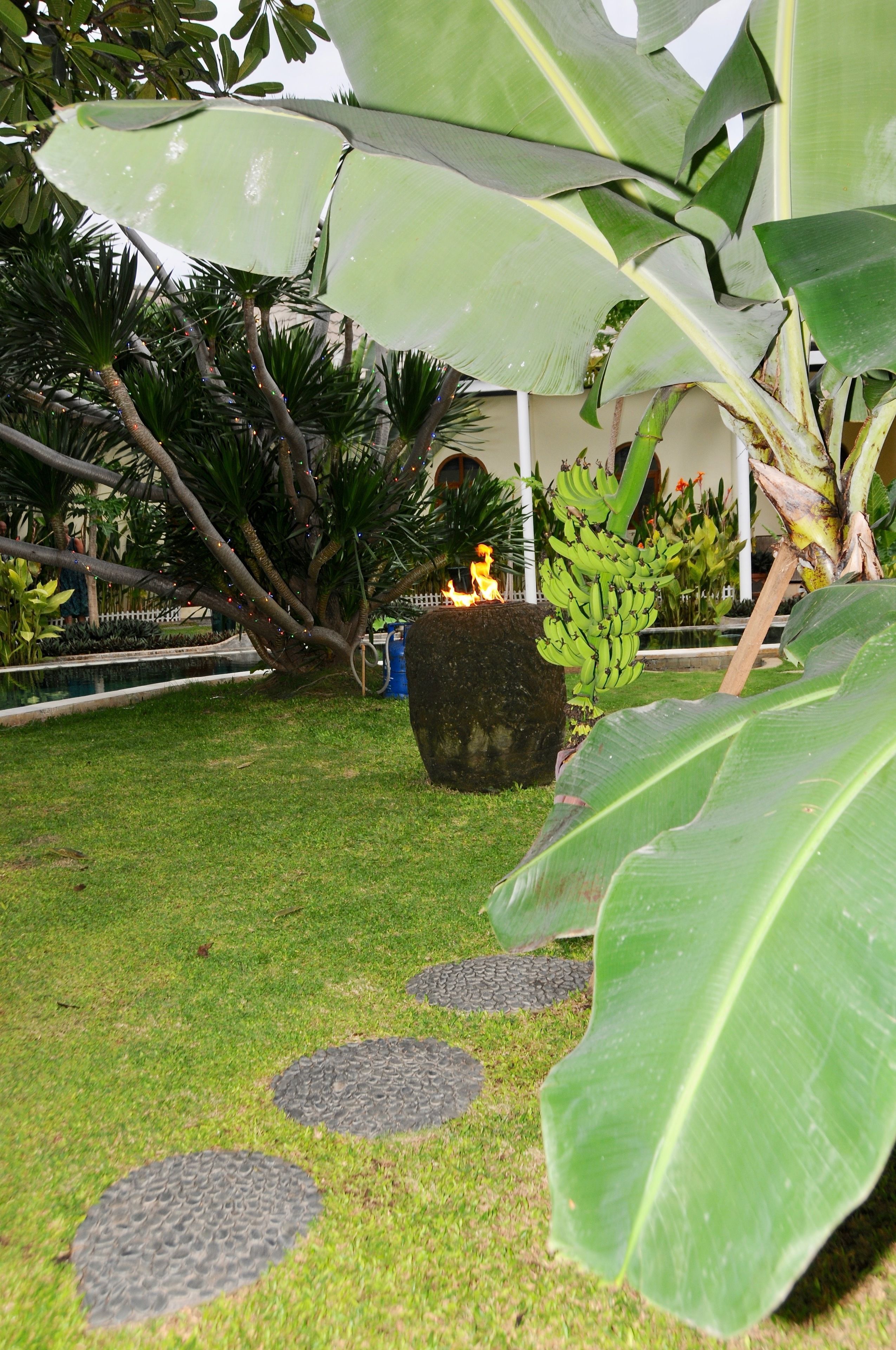 Un jardín con hojas de plátano grandes, una jardinera de piedra con una estatua y un pequeño estanque.