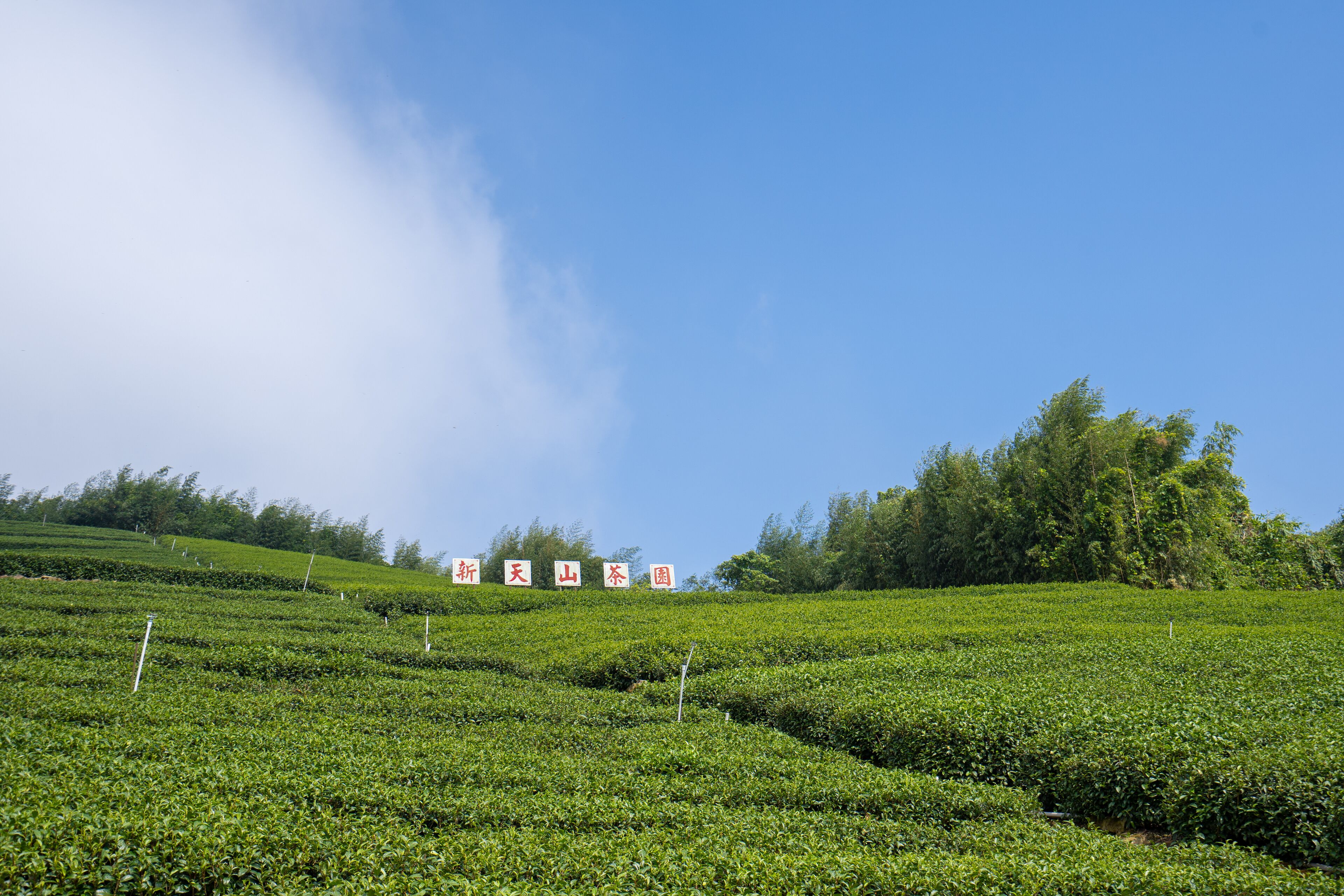 A hilly tea plantation with rows of tea bushes and a clear blue sky.