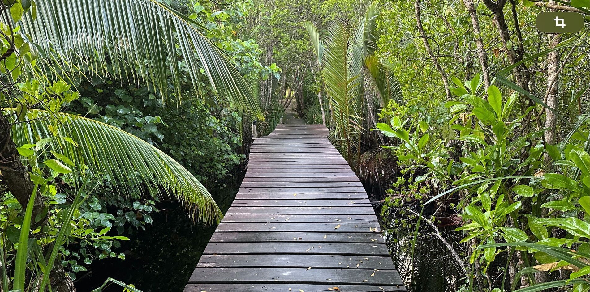 A wooden boardwalk through a dense, tropical forest.