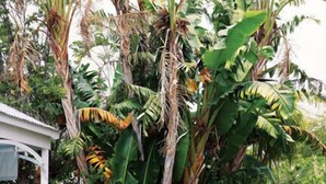 Uma área à beira da piscina com espreguiçadeiras e uma mesa pequena, rodeada por plantas tropicais exuberantes.