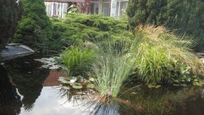 Un jardin paisible avec un étang, entouré d’une végétation luxuriante et d’arbres.