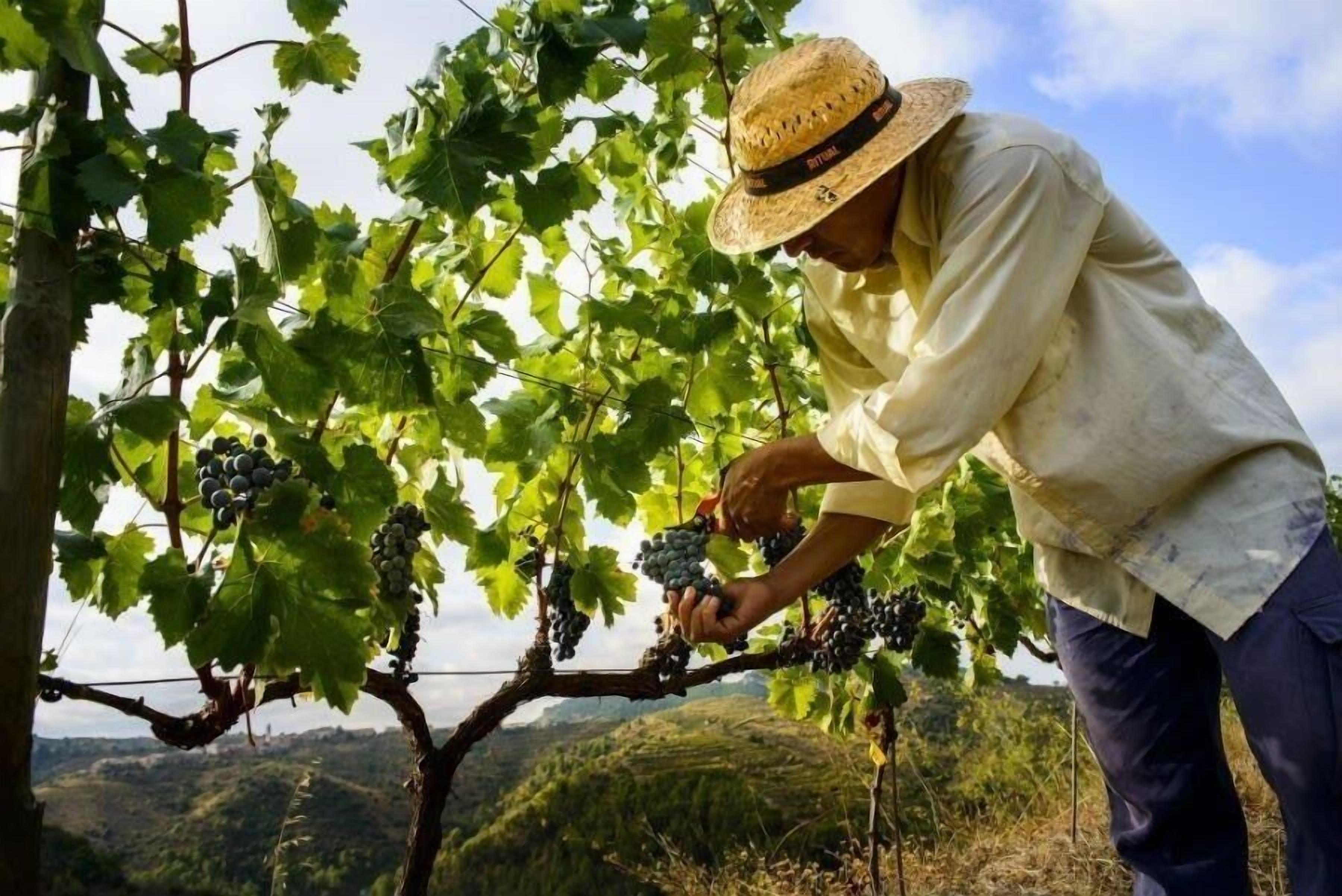 A person harvesting grapes from a vine in a vineyard.