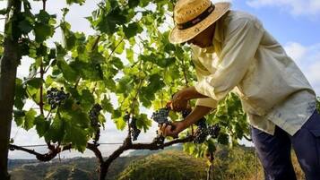 A person harvesting grapes from a vine in a vineyard.