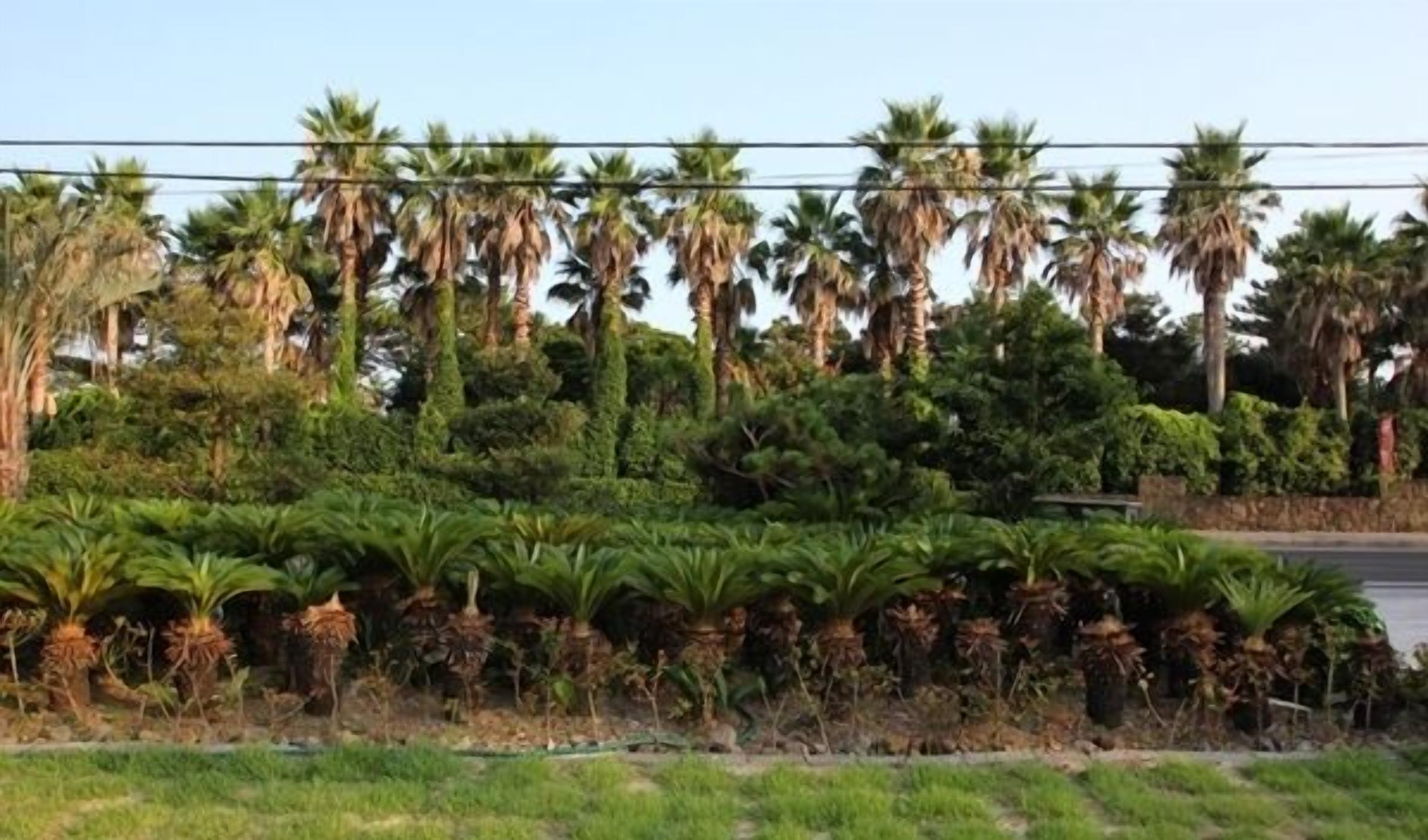 A row of palm trees and various green shrubs along a roadside.