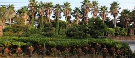 A row of palm trees and various green shrubs along a roadside.