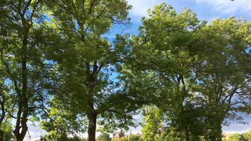 Un parque con césped verde, árboles, una valla y una farola.