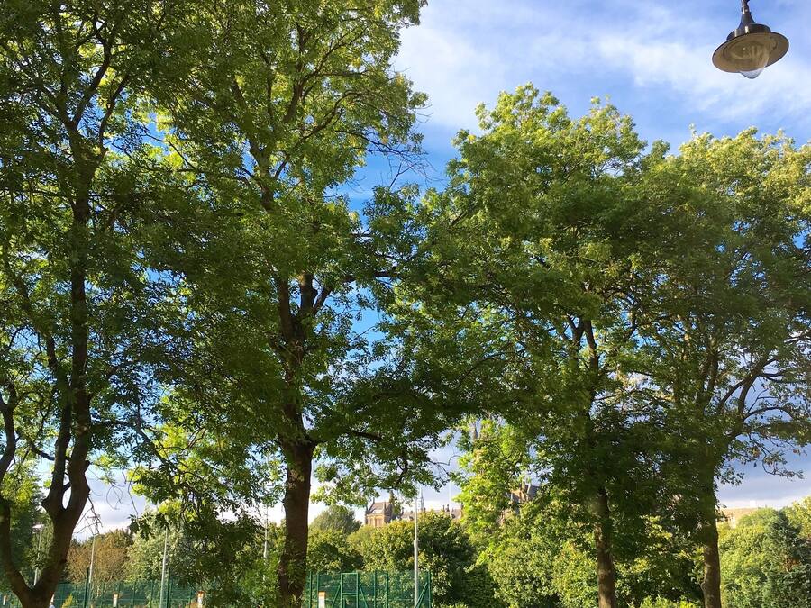 Un parque con césped verde, árboles, una valla y una farola.