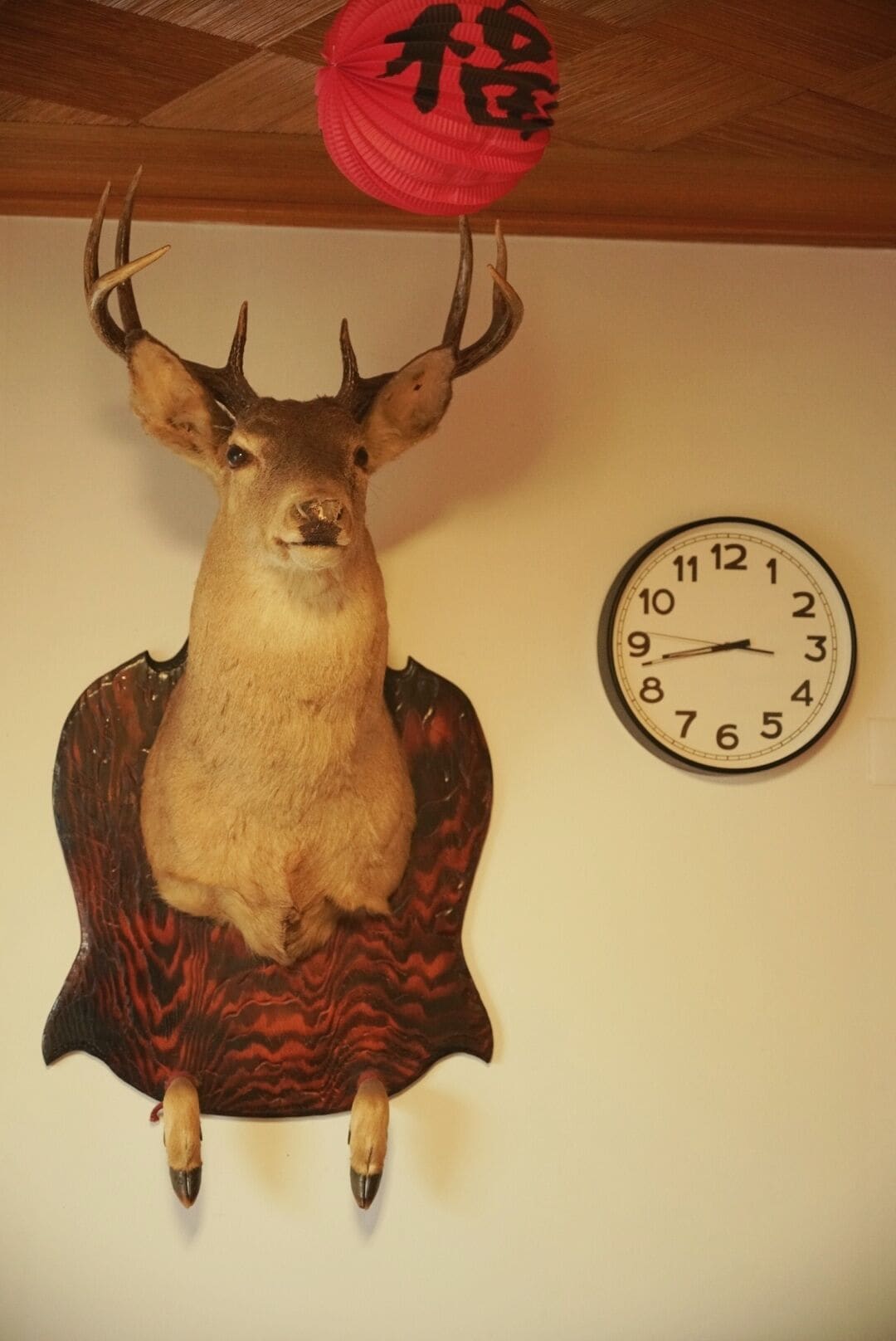 Ett hjorthuvud monterat på en vägg, med en klocka bredvid.