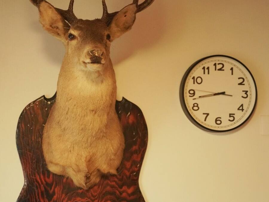 Ett hjorthuvud monterat på en vägg, med en klocka bredvid.