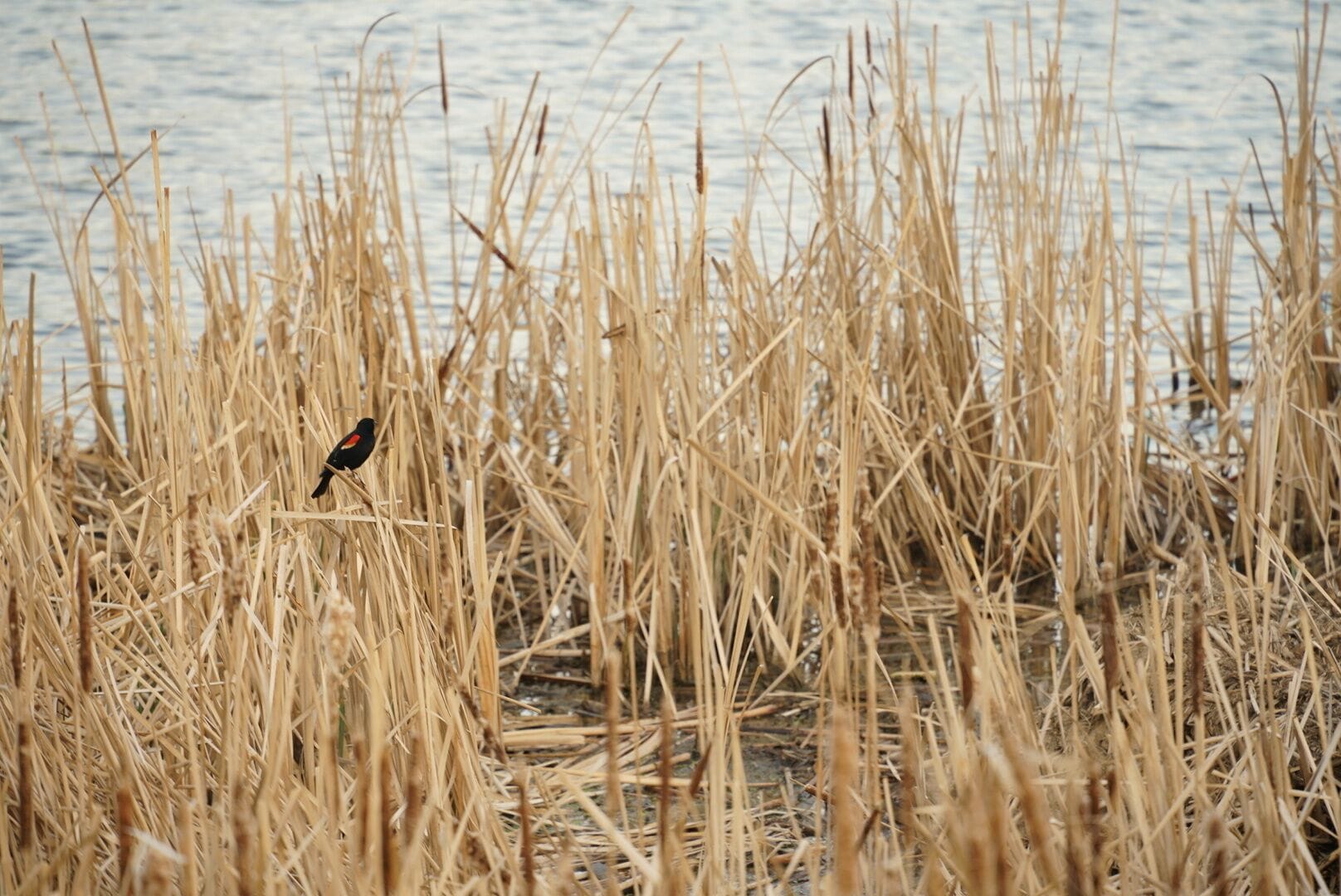 A bird perched among tall, dry reeds by a body of water.