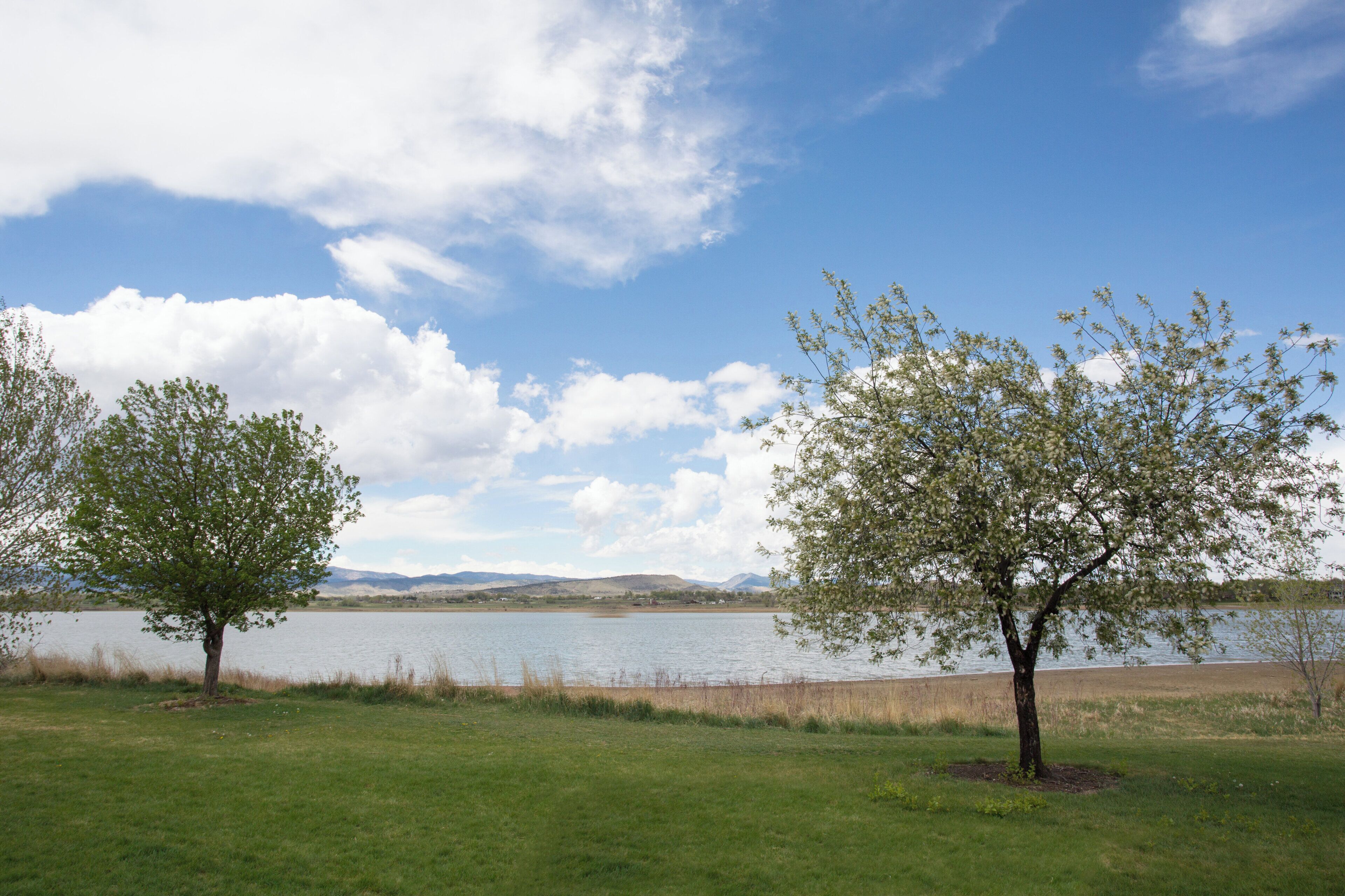 A lakeside view with two trees and a clear sky.