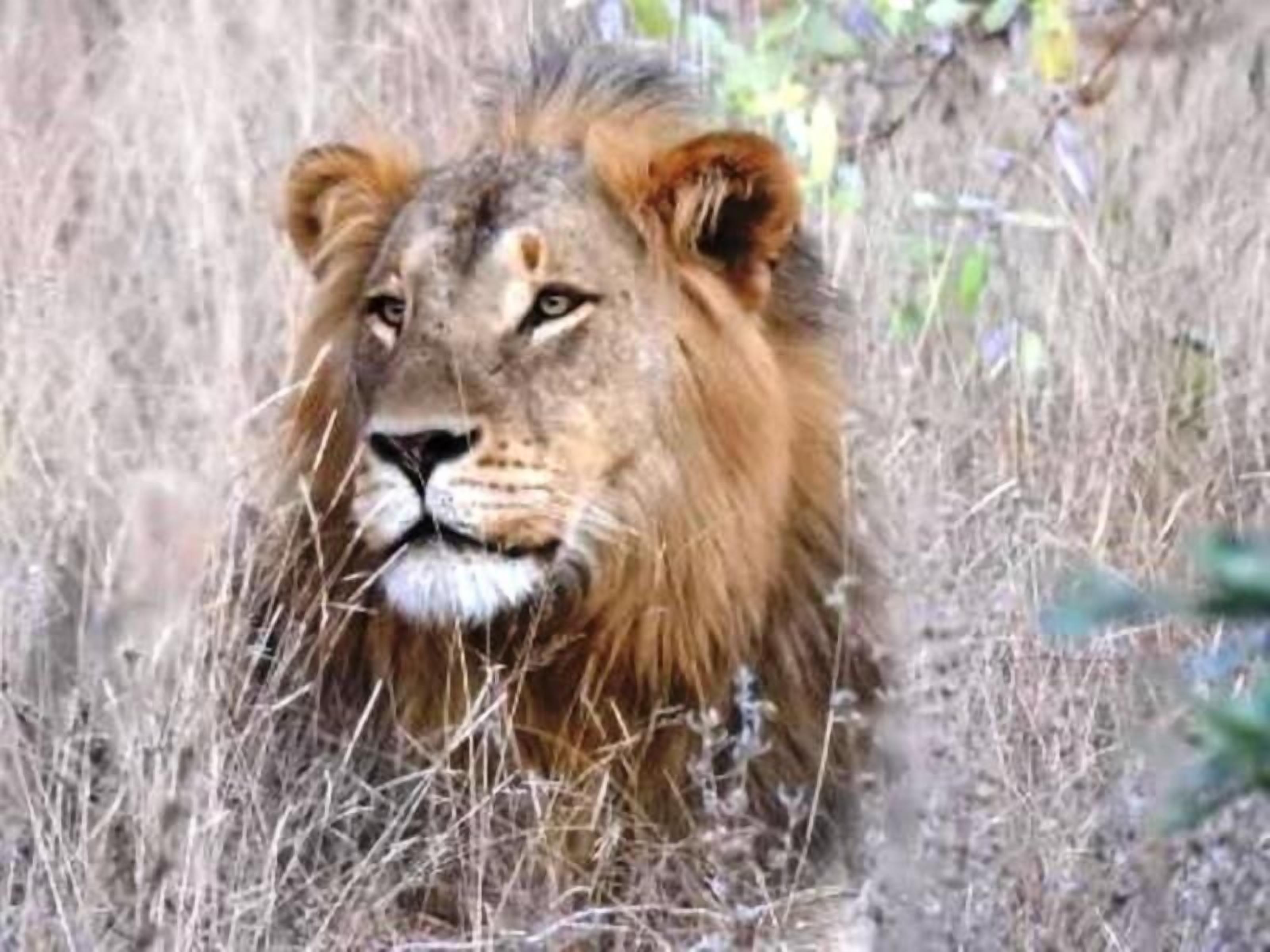 A lion in a natural setting with tall grass and sparse vegetation.