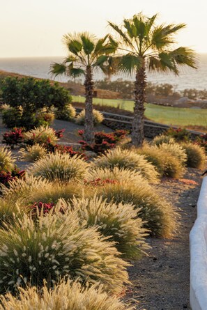 Un jardín ajardinado con diversas plantas y una palmera, un camino de grava y vistas al océano.