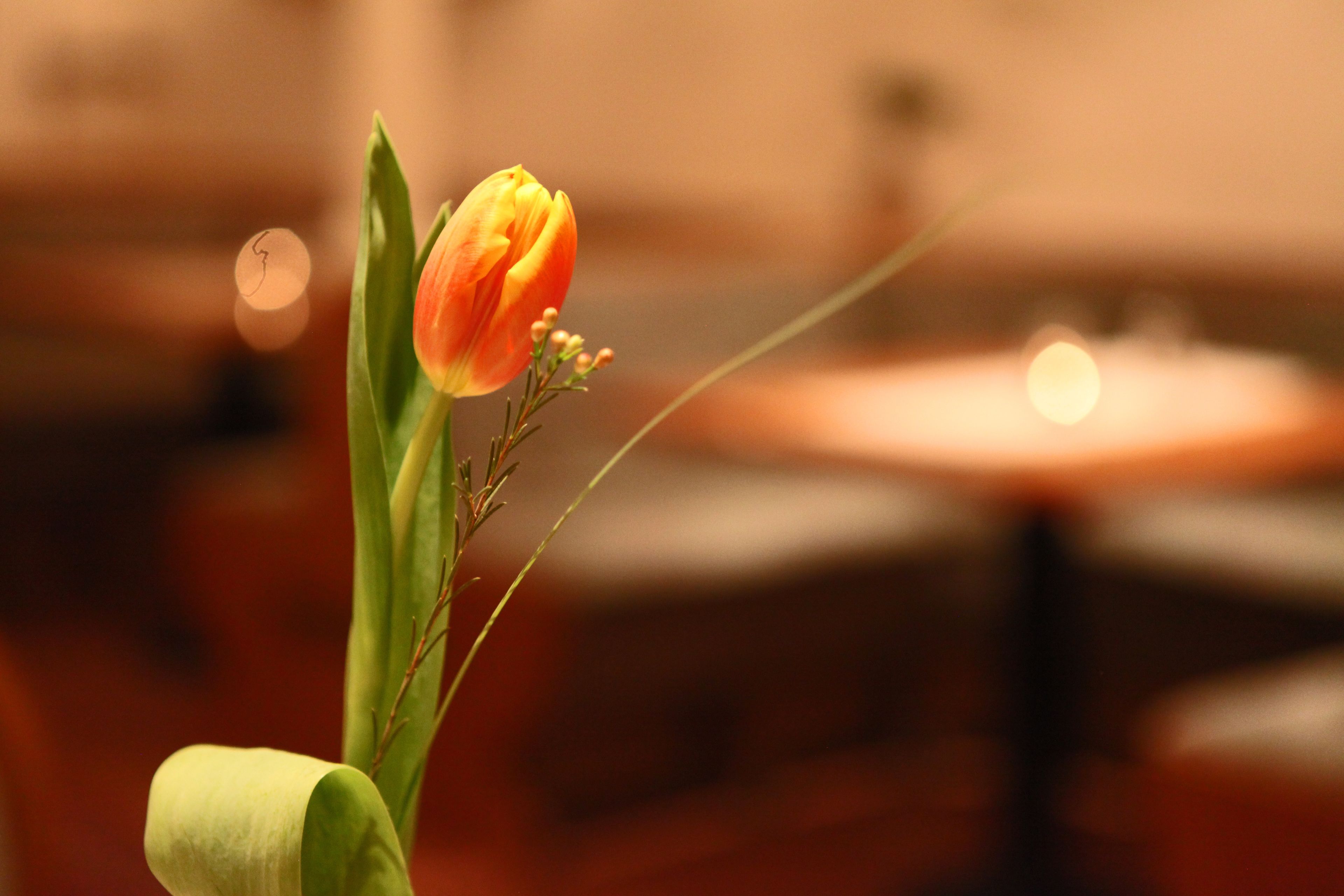 Een detail van een enkele oranje tulp in een vaas, met een onscherpe achtergrond.