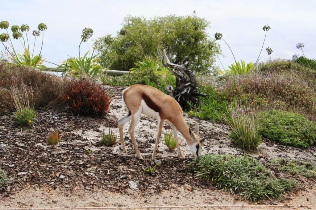 A deer grazing in a natural, rocky terrain with sparse vegetation and a tree in the background.