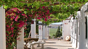 Un patio con una pérgola cubierta de enredaderas con flores, un banco de piedra y una pared blanca con indicaciones.