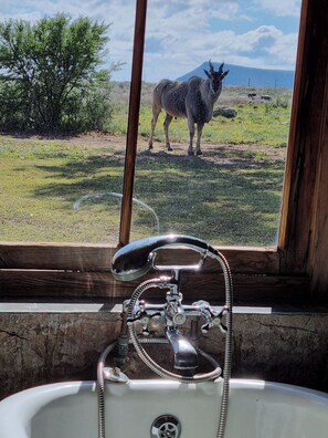 A bathroom with a sink and a window. - Sneeuberg Nature Reserve (Nieu-Bethesda)