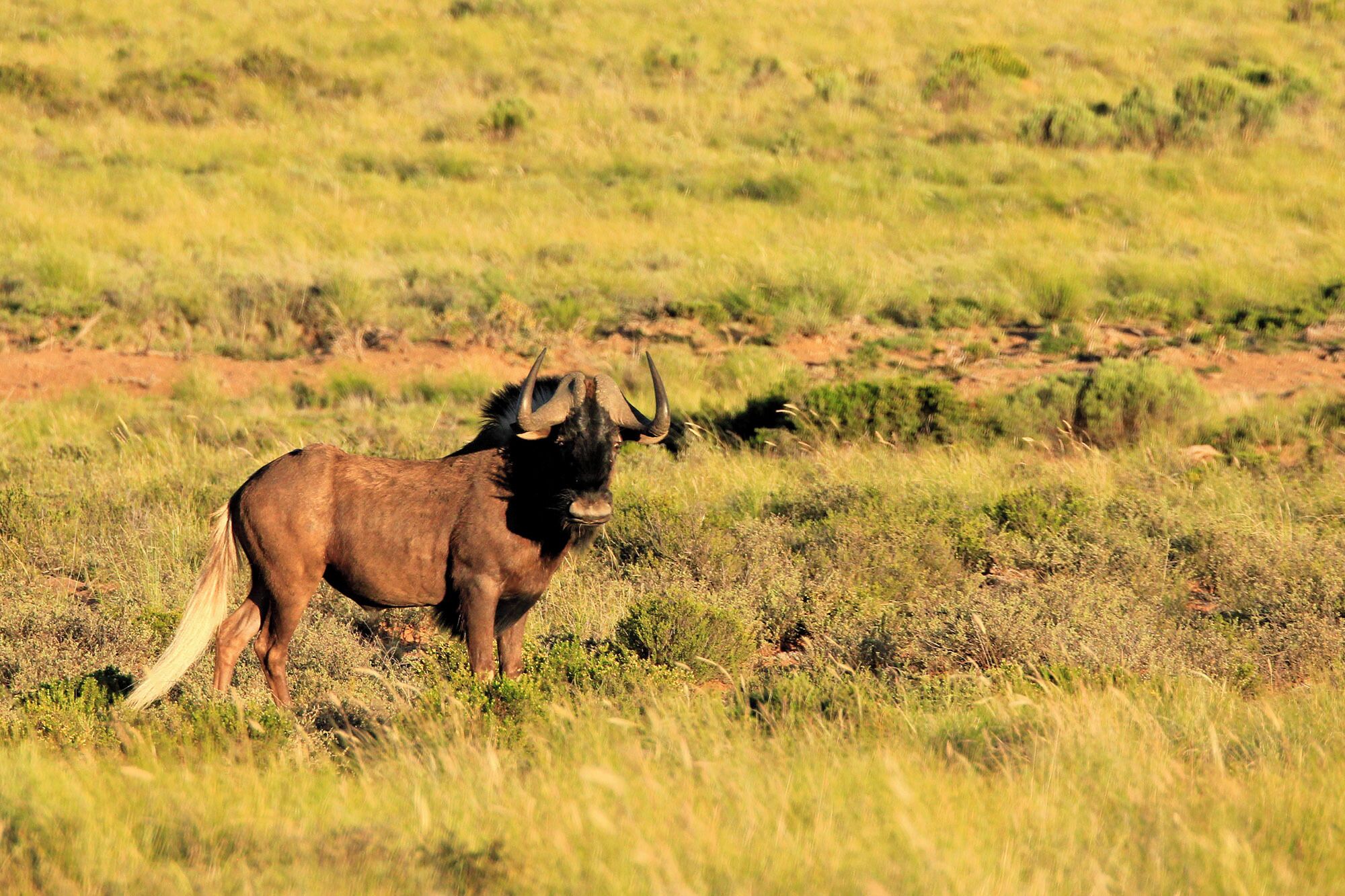A kudu in a grassy savannah.
