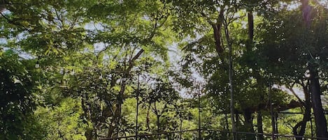 A swimming pool surrounded by trees.