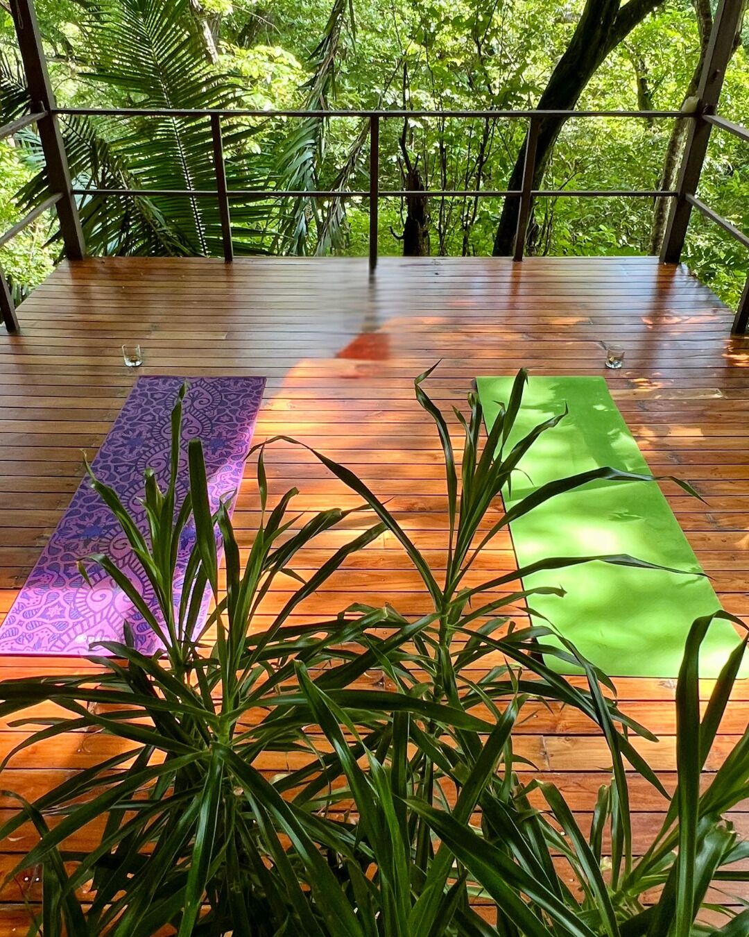Une terrasse en bois dotée d’une rambarde, entourée d’une végétation luxuriante.