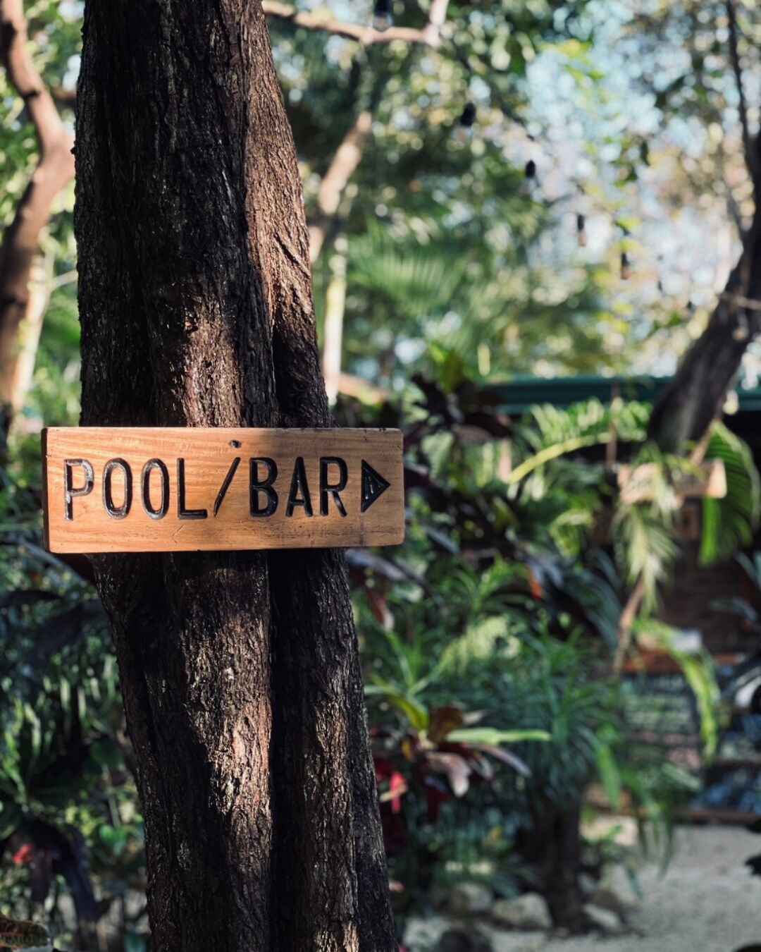 Une pancarte en bois sur laquelle est écrit « PISCINE/BAR », fixée à un arbre.