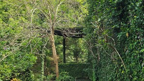 Een pad van stenen loopt door een weelderige tuin met een pergola.