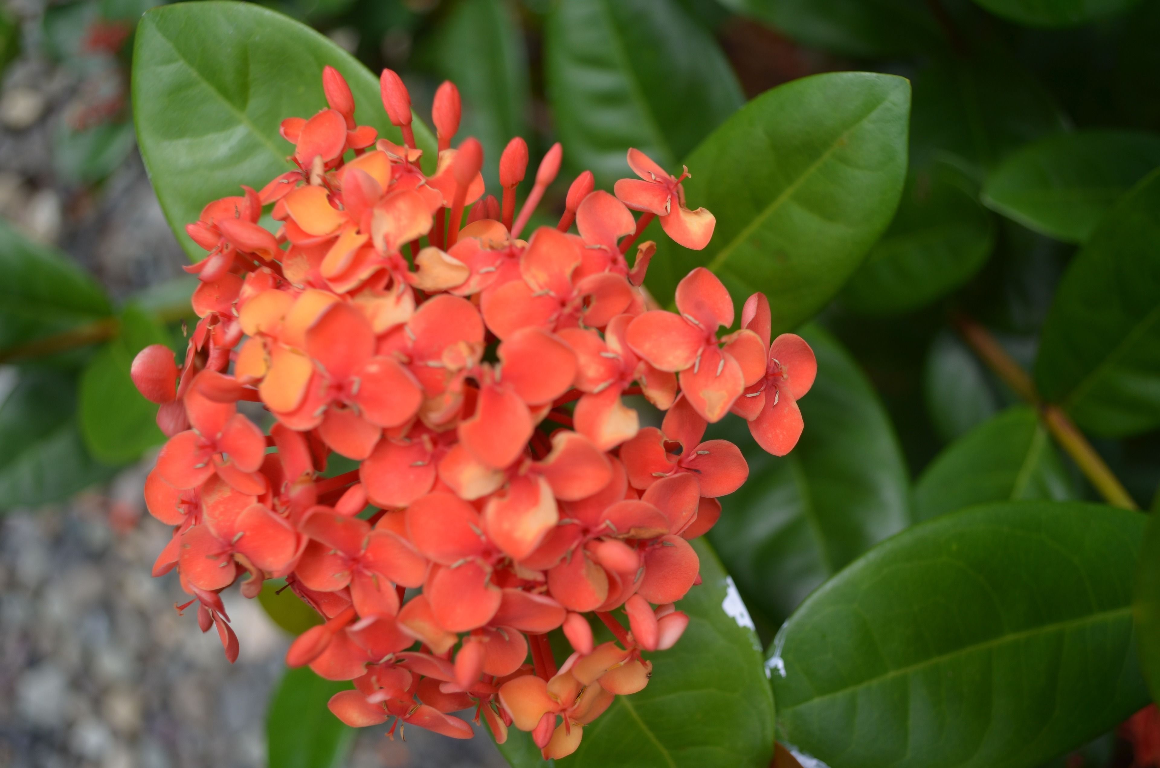 Un grupo de flores anaranjadas brillantes con hojas verdes al fondo.