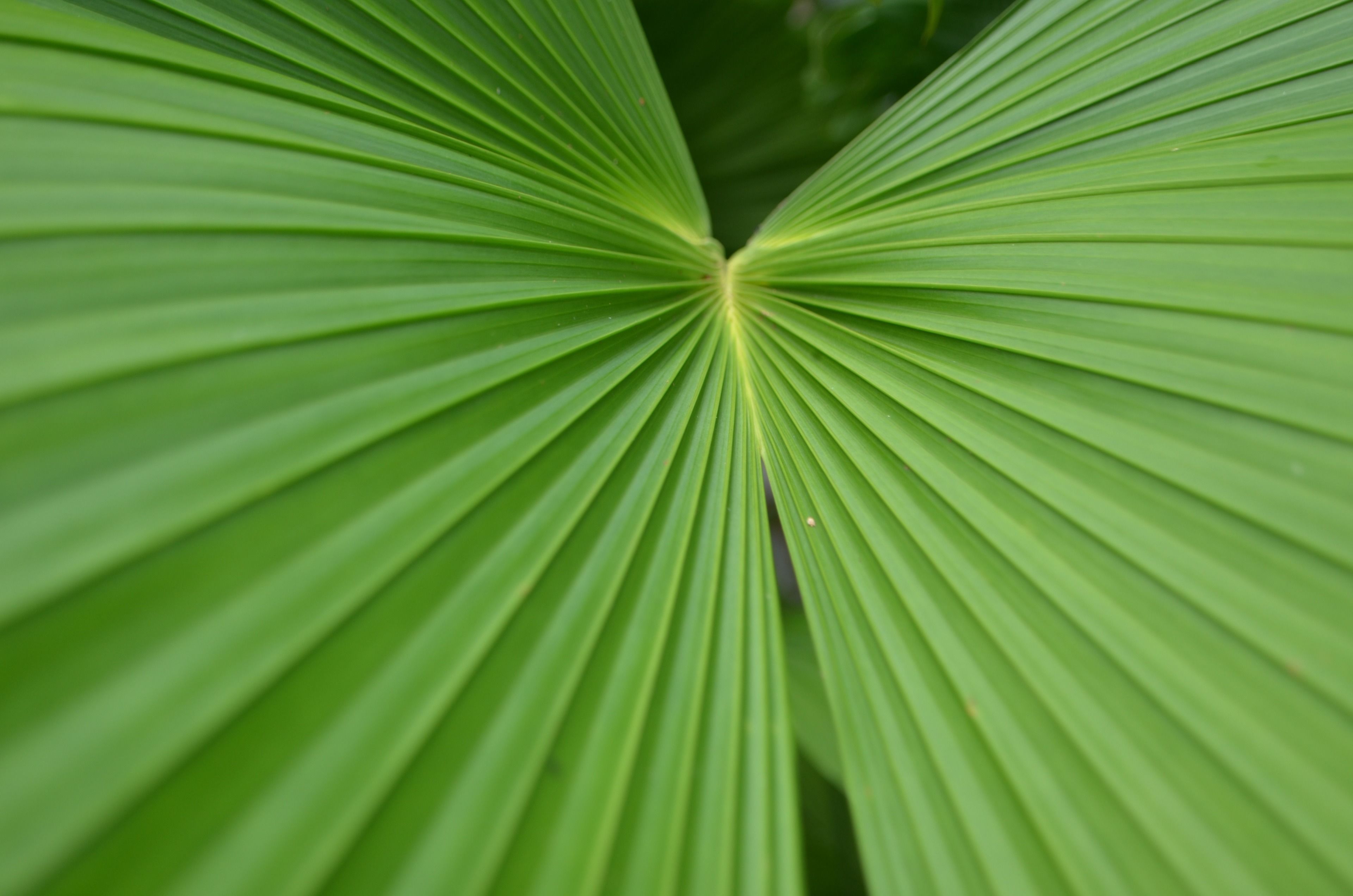 Primer plano de una hoja verde con venas marcadas.