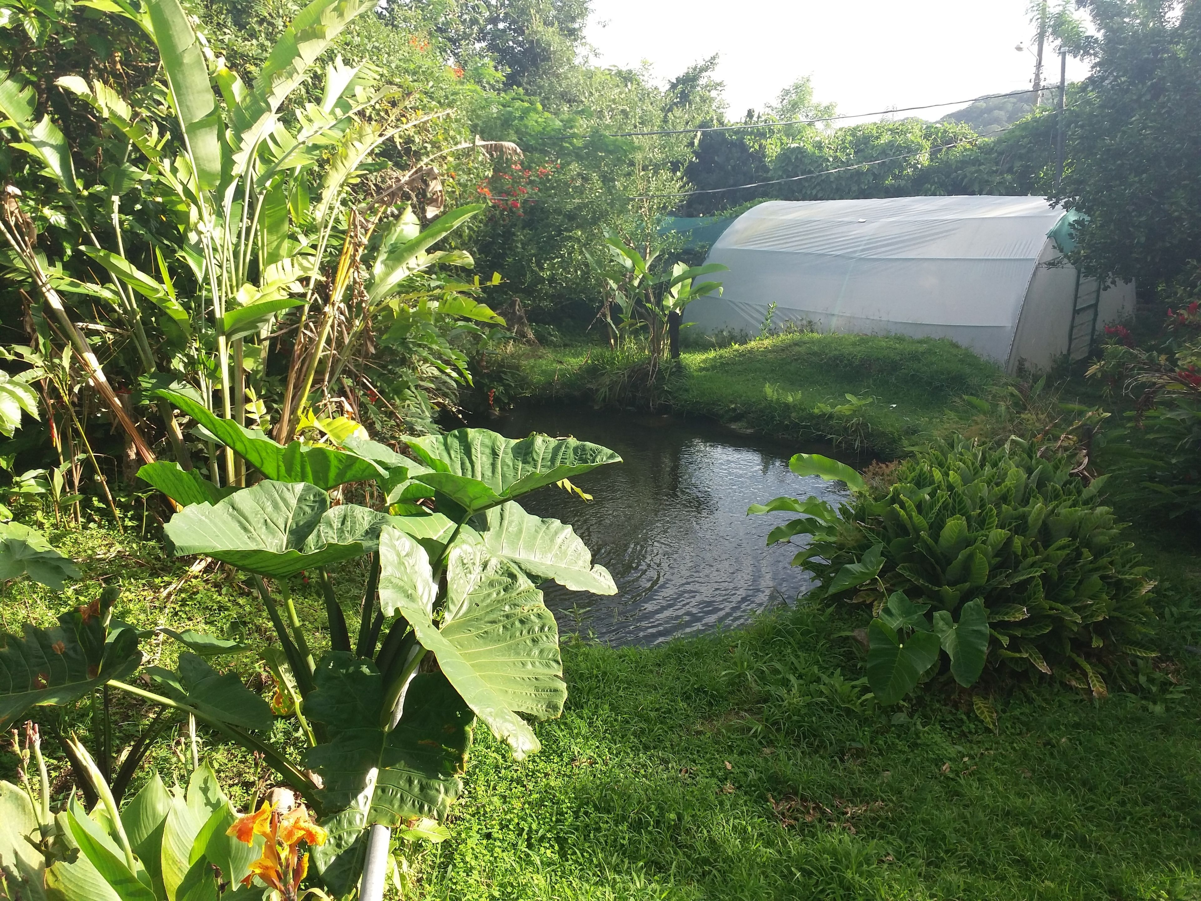 Een tuin met een vijver, weelderige begroeiing en een kas.