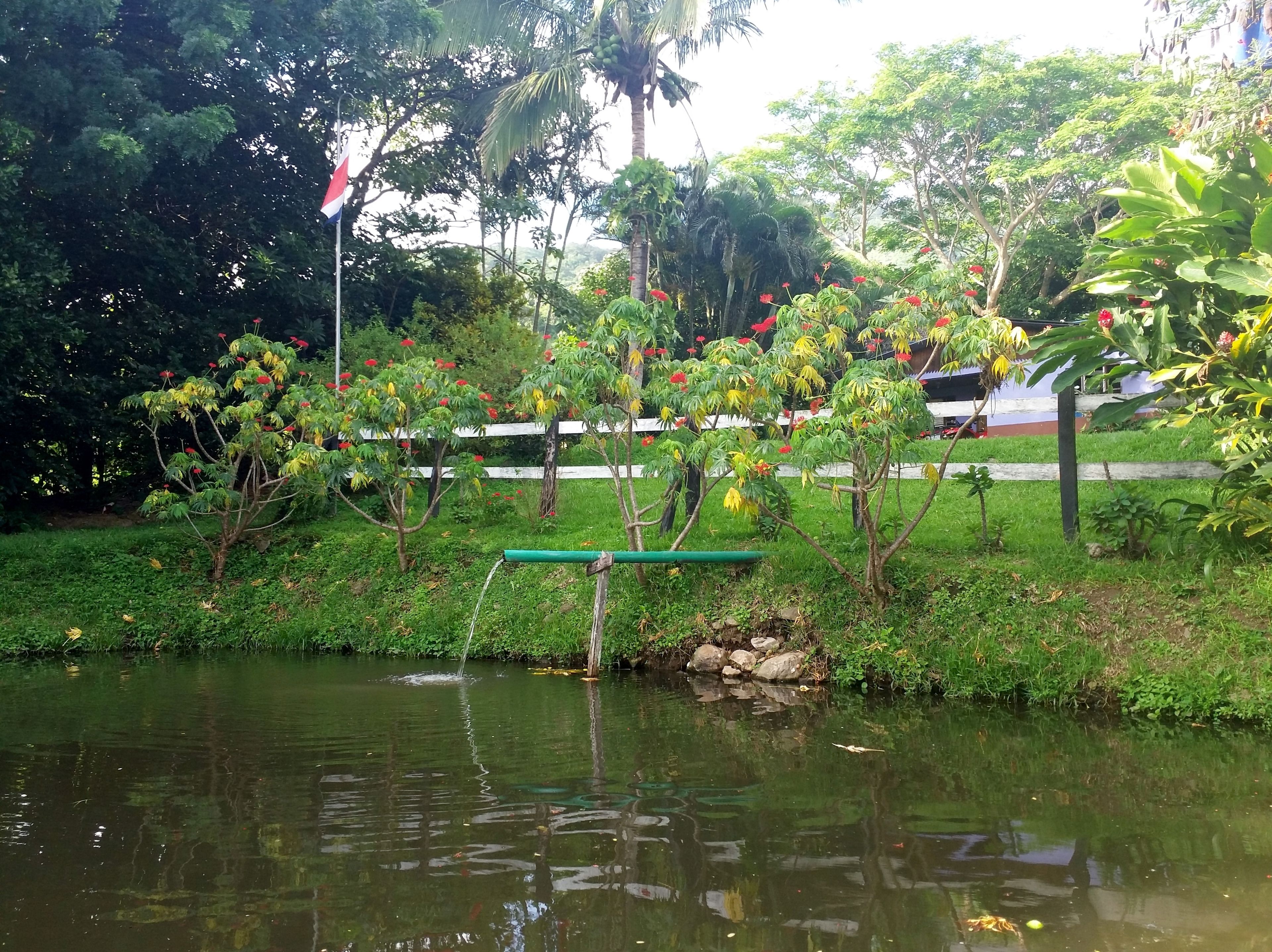Un jardín tranquilo con un estanque, abundante follaje y un asta de bandera.