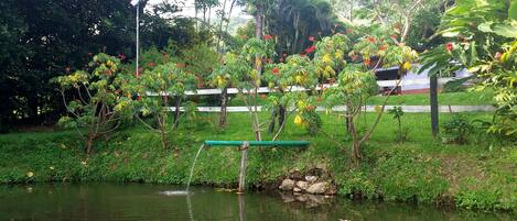 Un jardín tranquilo con un estanque, abundante follaje y un asta de bandera.