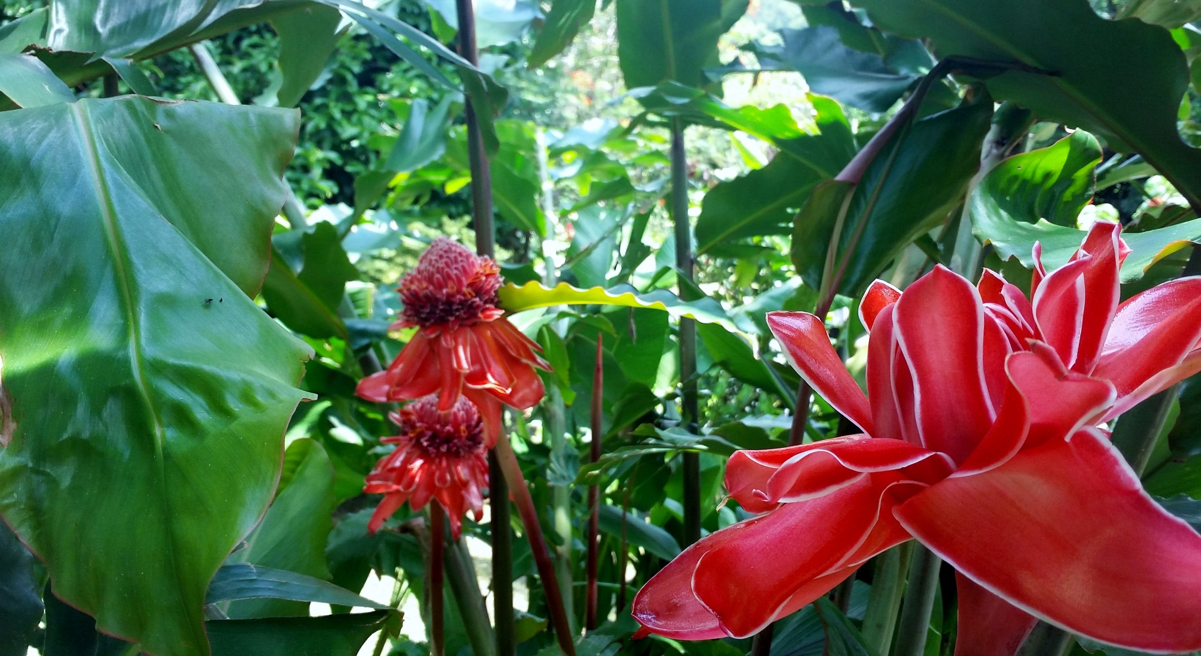 A close-up of a red flower with a prominent yellow center, surrounded by lush green foliage.