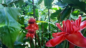 A close-up of a red flower with a prominent yellow center, surrounded by lush green foliage.