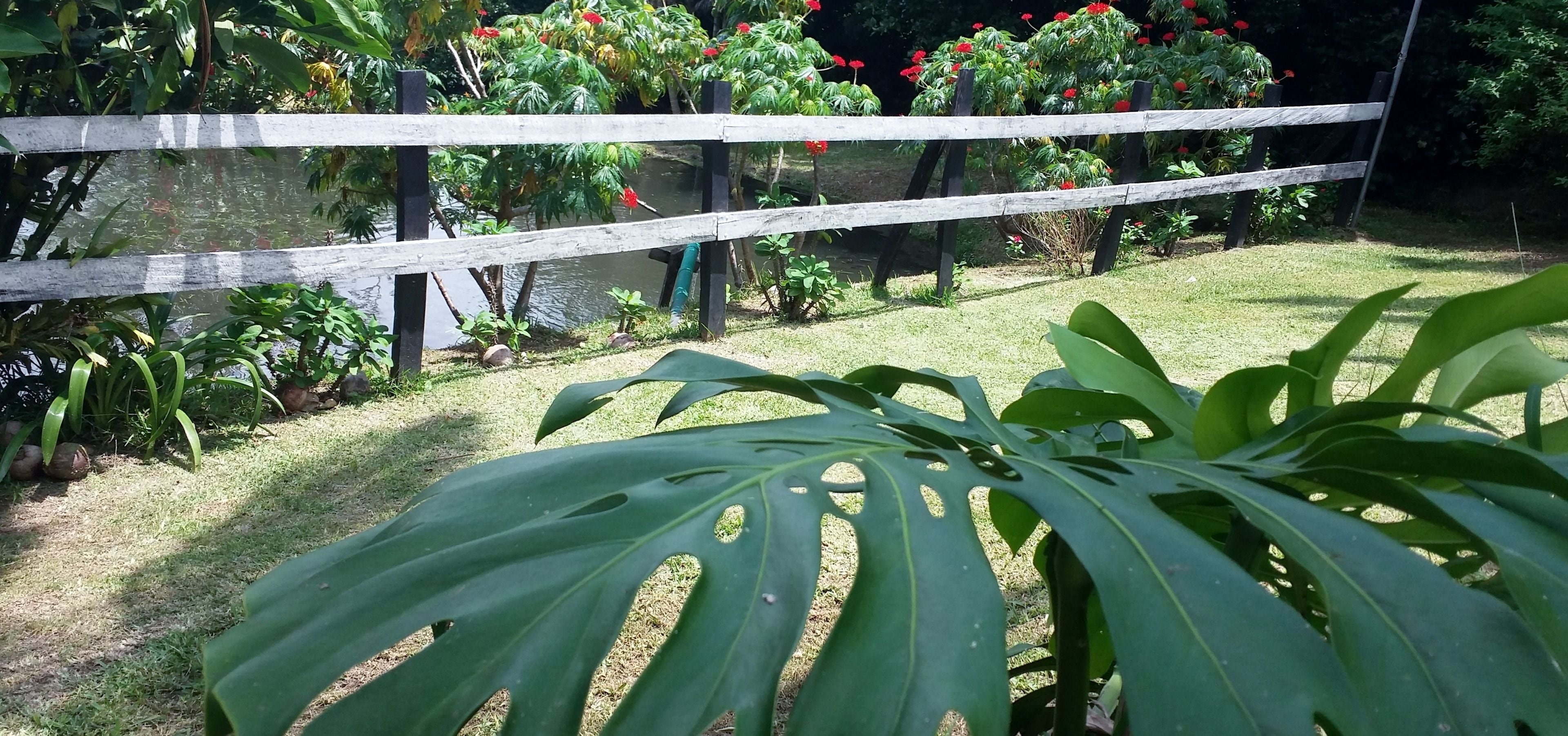 Un giardino con recinzione in legno, diverse piante e un elemento d'acqua.